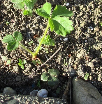 四季なりイチゴの育て方 北海道の豪雪寒冷地のイチゴは 無手勝流の家庭菜園 ラヴィラントのブログ