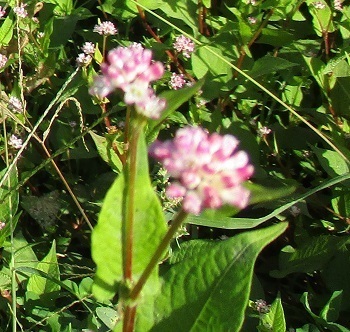 ミゾソバ の花は夏の終わりから秋に咲く 北海道樺戸山地で 知って得する山野草の探索 ラヴィラントのブログ