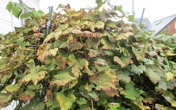 秋は ブドウ の収穫時期 北海道自宅の畑で 誰でもできる無手勝流の家庭菜園 ラヴィラントのブログ