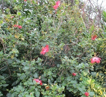 ハイビスカス どさん子 北海道民 が見た沖縄の植物 沖縄本島を訪ねて 19 2 7 2 10 ラヴィラントのブログ