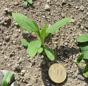 キクイモ を植えて分かったこと これが キクイモ の芽 誰でもできる無手勝流の家庭菜園 ラヴィラントのブログ