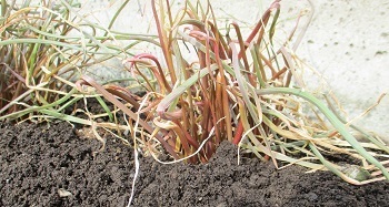 自宅でできる簡単なラッキョウの育て方 北海道編 ラヴィラントのブログ