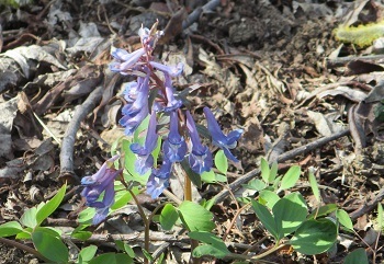 覚えておきたい代表的な 山菜の種類 年間スケジュール北海道編 花の写真は18 4 27 29の間の状況 ラヴィラントのブログ