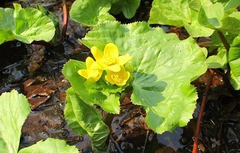 エゾノリュウキンカ が満開 花の開花時期 北海道 は 18 4 27現在の状況 ラヴィラントのブログ