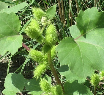 道端の花 オナモミ の実 北海道滝川市 知って得する山野草の探索 ラヴィラントのブログ