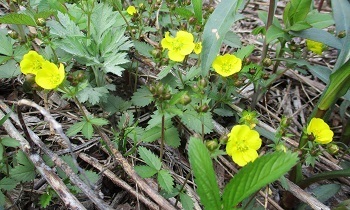 山野草の探索 ミツバツチグリ 春早くに咲く黄色い小さな花 ラヴィラントのブログ