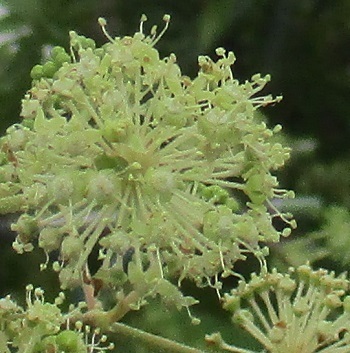 ウド の花を探して 北海道滝川市 知って得する山野草の探索 ラヴィラントのブログ