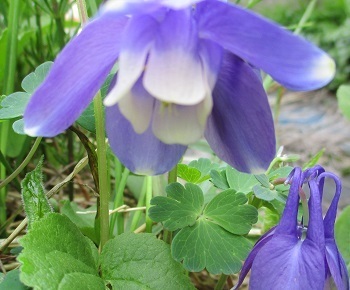 変種】 菊咲き ミヤマオダマキ 種子 10粒 北海道礼文島産 高山植物 山