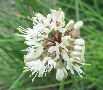 行者ニンニク ｰアイヌネギ の花は 18 6 １撮影 知って得する山野草の探索 ラヴィラントのブログ