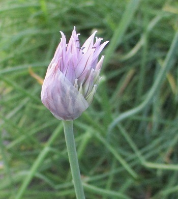 エゾネギの花 アサツキの花 は同じく薄紫色 北海道新十津川士寸の丘で 知って得する山野草の探索 ラヴィラントのブログ