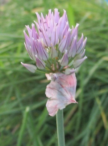 エゾネギの花 アサツキの花 は同じく薄紫色 北海道新十津川士寸の丘で 知って得する山野草の探索 ラヴィラントのブログ