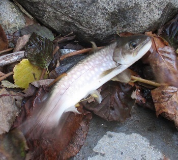 留萌港で シャコ釣り を初体験 北海道留萌市 魚釣り ラヴィラントのブログ