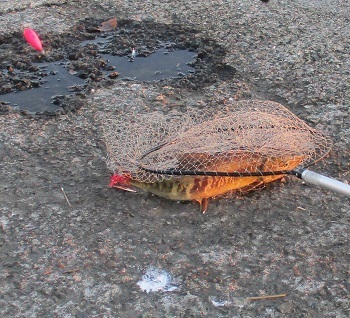 今年最後の サケ釣り を浜益川で 北海道石狩市 魚釣り 22 ラヴィラントのブログ