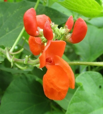 花豆の花ってどんな花 誰でもできる無手勝流の家庭菜園 ラヴィラントのブログ