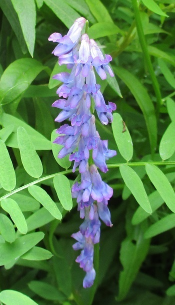 クサフジ 草藤 の花は 滝川の丘陵地で 知って得する山野草の探索 ラヴィラントのブログ