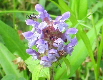 ウツボグサ は 夏枯草 とも呼ぶ 知って得する山野草の探索 ラヴィラントのブログ