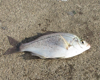 海タナゴ が釣れました 魚釣り 5 ラヴィラントのブログ