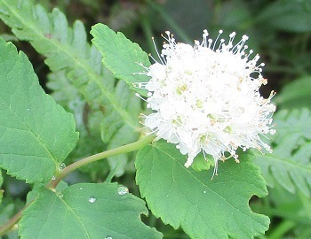 高山植物 シラタマノキ の花は白色 旭岳姿見の池で 15 15 知って得する山野草の探索 ラヴィラントのブログ