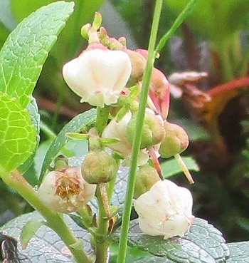 高山植物 シラタマノキ の花は白色 旭岳姿見の池で 15 15 知って得する山野草の探索 ラヴィラントのブログ