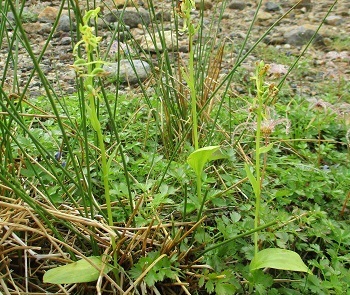 高山植物 ホソバノキソチドリ はこんな花 旭岳姿見の池で 12 15 知って得する山野草の探索 ラヴィラントのブログ