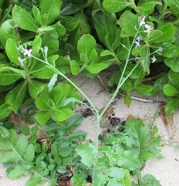 沖縄の暮らし 沖縄の畑ではジャガイモも植えていた のんびり暮らすのがいい 沖縄本島の方に伺いました ラヴィラントのブログ