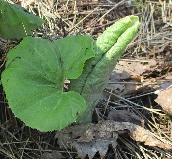 すぐに気づく サンカヨウ の芽 北海道豪雪の山地で 知って得する山野草の探索 ラヴィラントのブログ