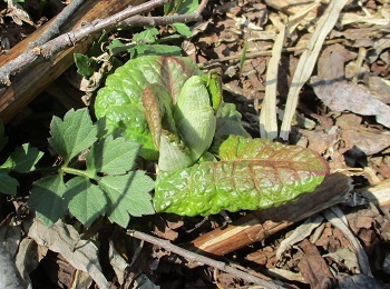 すぐに気づく サンカヨウ の芽 北海道豪雪の山地で 知って得する山野草の探索 ラヴィラントのブログ