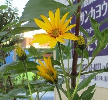 本日 キクイモ の花が咲きました 北海道滝川市自宅の畑で 誰でもできる無手勝流の家庭菜園 ラヴィラントのブログ