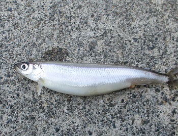 増毛港のホッケ釣り 昨日は大漁だった 北海道留萌地域 日本海 魚釣り 4 18 ラヴィラントのブログ