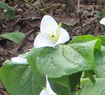 白い花が咲くエンレイソウ 北海道新十津川町士寸の丘 知って得する山野草の探索 ラヴィラントのブログ