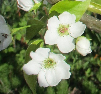 果物の木の花 ナシの花は白色 ブルーベリー 北海道自宅で ２ 5 16 ラヴィラントのブログ
