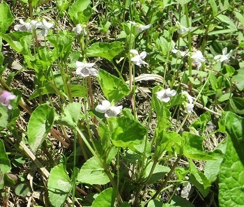 白い花のスミレは ツボスミレ 北海道新十津川町大和の丘 知って得する山野草の探索 ラヴィラントのブログ