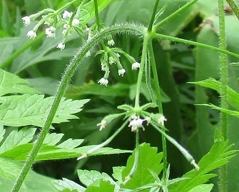 ヤブニンジン はセリ科の花 北海道新十津川町大和 知って得する山野草の探索 ラヴィラントのブログ