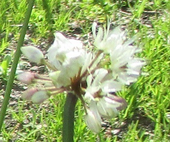 白い花が咲く 行者ニンニク 北海道滝川市内 知って得する山野草の探索 ラヴィラントのブログ