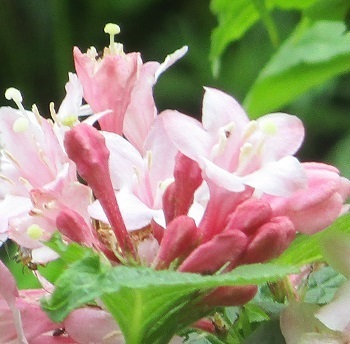 砂金沢の植物 ４ 淡いピンクの タニウツギ の花 北海道新十津川町 知って得する山野草の探索 ラヴィラントのブログ