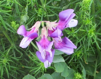 紅紫が美しい ハマエンドウ の花 海辺の植物 北海道毘砂別海岸 知って得する山野草の探索 ラヴィラントのブログ