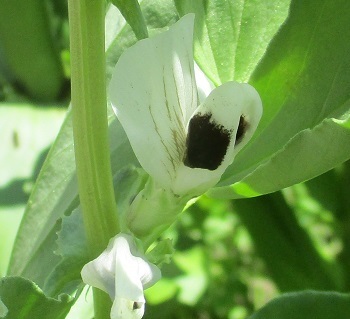 そら豆の花と大根の花 北海道自宅の畑 誰でもできる無手勝流の家庭菜園 ラヴィラントのブログ