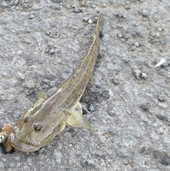 留萌港で シャコ釣り を初体験 北海道留萌市 魚釣り ラヴィラントのブログ