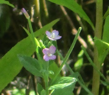 アカバナ科の アカバナ の花どこにある 北海道滝川市 知って得する山野草の探索 ラヴィラントのブログ