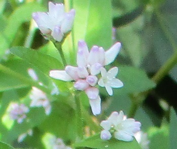 大和の丘の ミゾソバ の花 北海道新十津川町 知って得する山野草の探索 ラヴィラントのブログ
