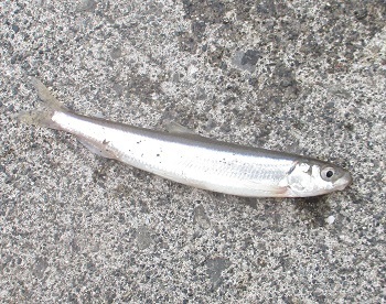 幌漁港の チカ釣り 釣果はまずまず 北海道石狩市 魚釣り 11 15 ラヴィラントのブログ