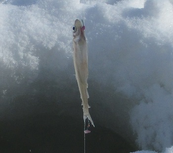 ワカサギ釣り 池の前水上公園 北海道滝川市石狩川水系 魚釣り 2 21 2 7 ラヴィラントのブログ