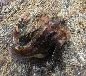 黄金岬北側の先端で オニカジカ が釣れました 北海道留萌 魚釣り 6 21 3 28 ラヴィラントのブログ