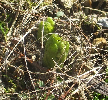 サンカヨウ の芽が出ました 北海道道央地区 知って得する山野草の探索 ラヴィラントのブログ