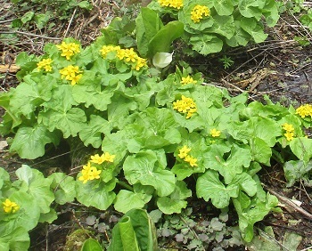 水芭蕉と同時に咲く エゾノリュウキンカ 北海道新十津川 知って得する山野草の探索 ラヴィラントのブログ