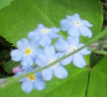 忘れな草 の花が満開 北海道滝川市 知って得する山野草の探索 ラヴィラントのブログ