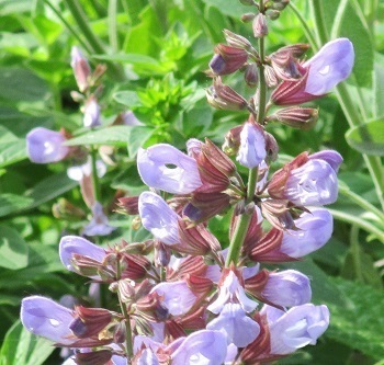 不老のハーブ コモンセージ の花 北海道滝川市 誰でもできる無手勝流の家庭菜園 ラヴィラントのブログ