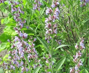 不老のハーブ コモンセージ の花 北海道滝川市 誰でもできる無手勝流の家庭菜園 ラヴィラントのブログ