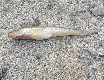 シャコ狙いでハゼも釣れました 北海道留萌港 魚釣り 14 ラヴィラントのブログ