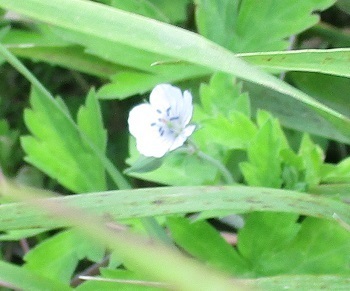 道端の花 シナガワハギ が目立つ季節は 北海道空知地方 知って得する山野草の探索 ラヴィラントのブログ